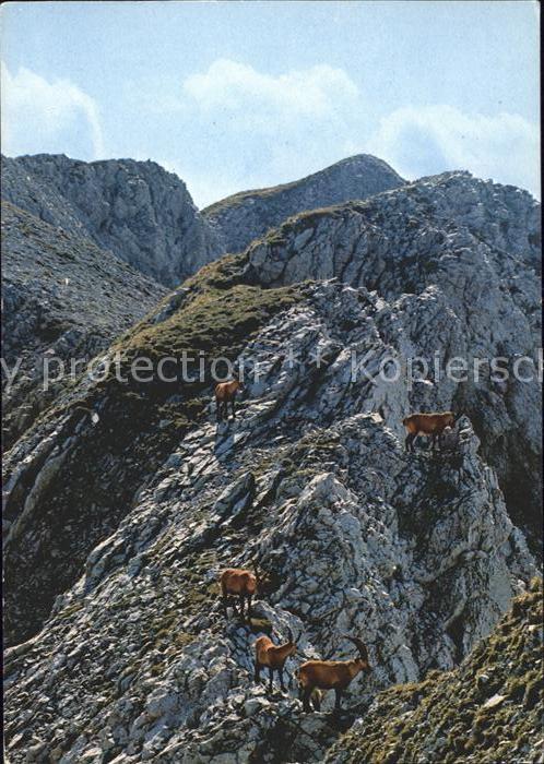 Steinbock Steinwild Alpstein