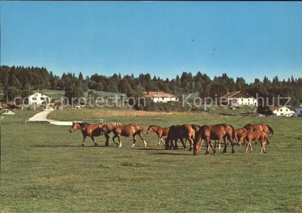 Pferde Paturages Franches-Montagnes