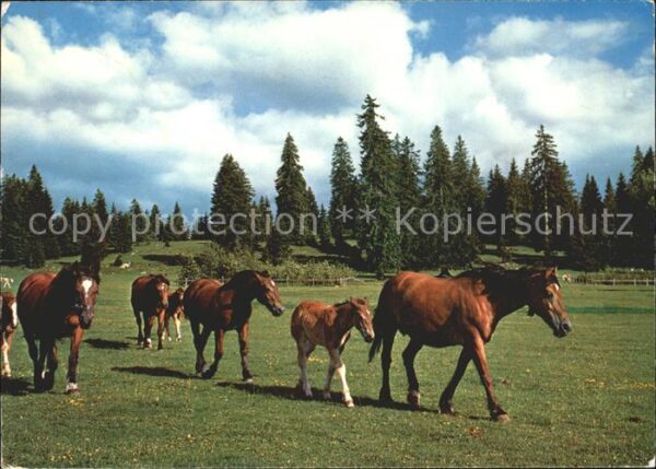 Pferde Paturage du Jura