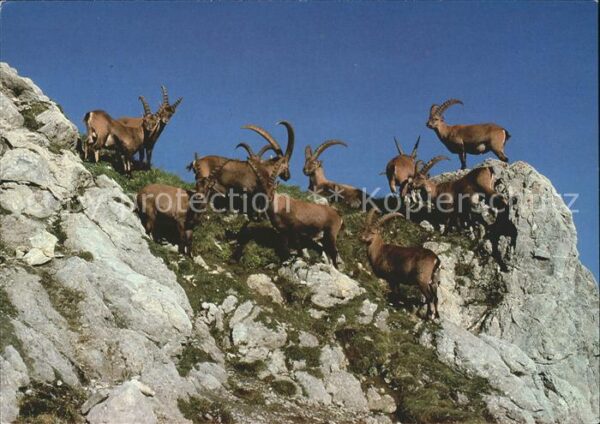 Steinbock Steinböcke Strelagebiet Davos