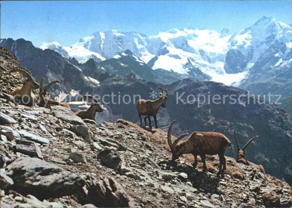 Steinbock Bouquetins Capricorni Engadin