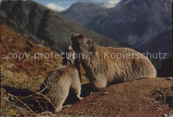Murmeltier Marmottes