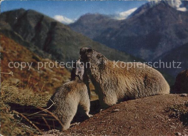 Murmeltier Marmottes