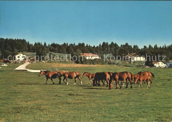 Pferde Paturages Franches-Montagnes