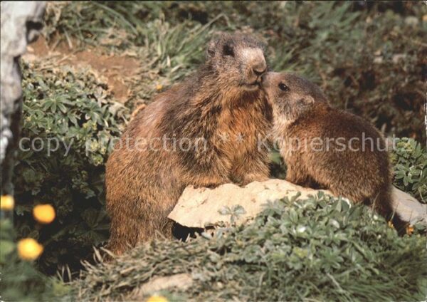 Murmeltier Marmota Marmottes