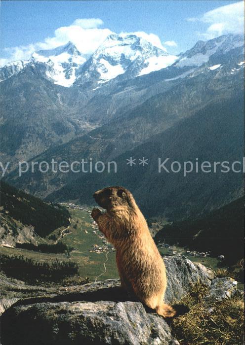 Murmeltier Saas-Fee