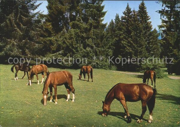 Pferde Chevaux Franches-Montagnes