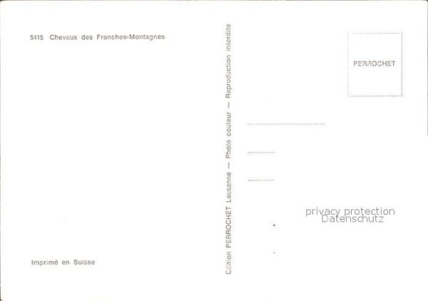 Pferde Chevaux Franches-Montagnes – Bild 2