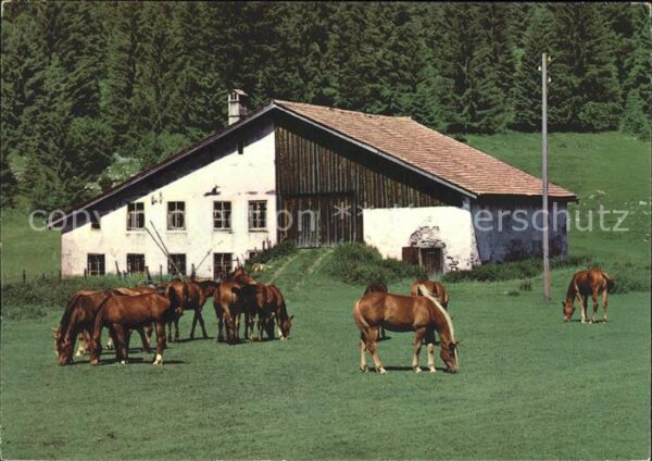 Pferde Paturage Franches-Montagnes