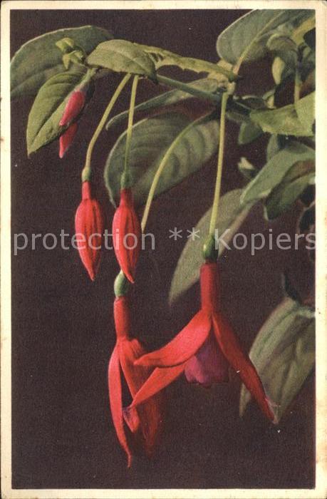 Blumen Fuchsia