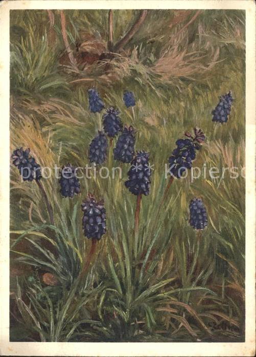 Blumen Liliaceae Traubige Bisamhyazinthe