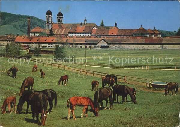Pferde Pferdeweide Kloster Einsiedeln