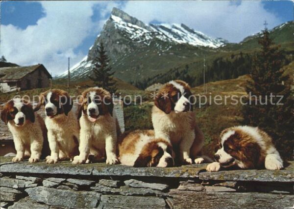 Bernhardiner Junge Bernhardiner-Hunde