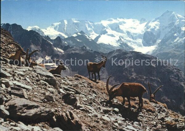 Steinbock Steinböcke Bouquetins Capricorni