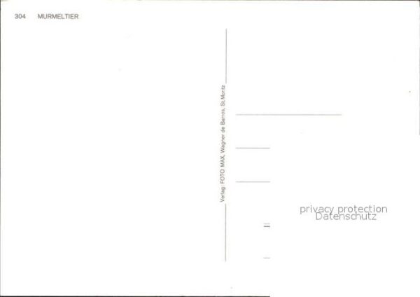 Murmeltier – Bild 2