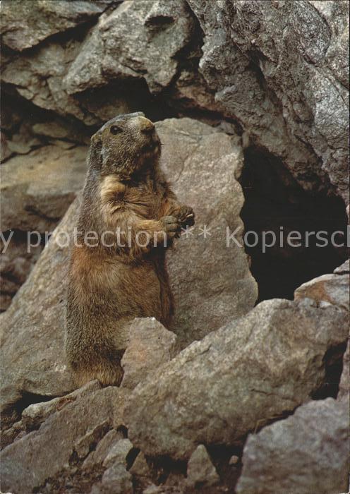 Murmeltier Marmotte
