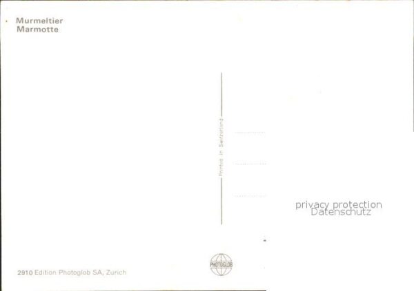 Murmeltier Marmotte – Bild 2