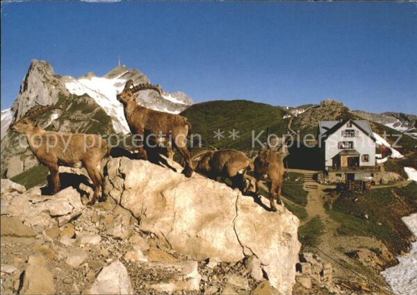 Steinbock Steinböcke Rotsteinpass Lysengrat Sänti