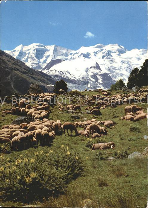 Schafe Schafherde Piz Palü Bellavista