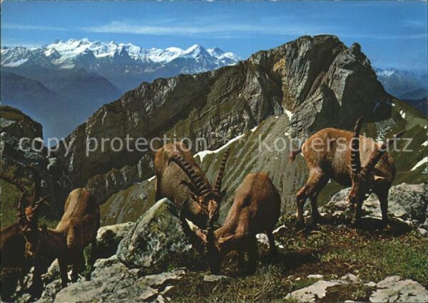 Steinbock Steiglihorn Pilatus Matterhorn Berner A