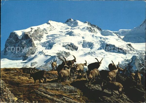 Steinbock Steinwild Bouquetins Monte Rosa