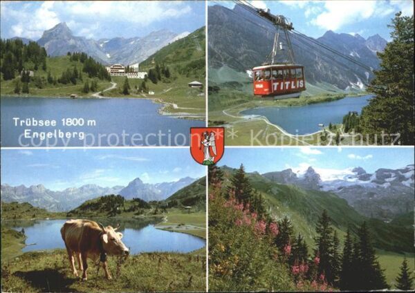 Seilbahn Engelberg Trübsee Kuh