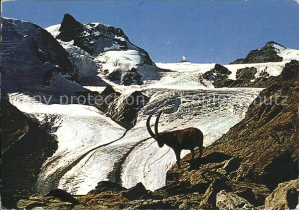 Steinbock Theodulgletscher