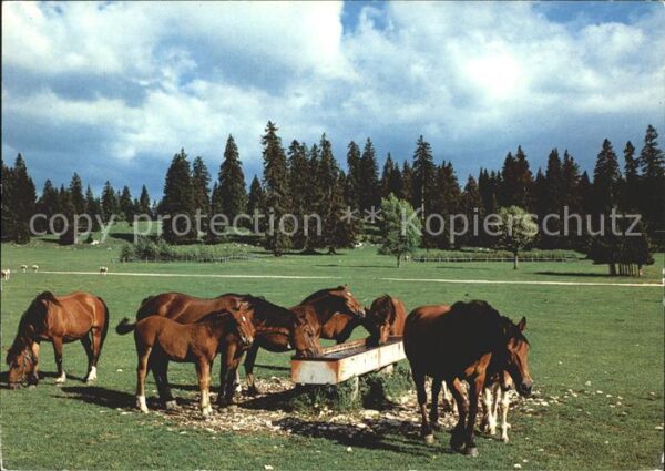 Pferde Paturage du Jura Franches Montagnes