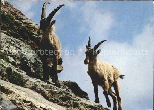 Steinbock Steinböcke Bouquetins Capricorni