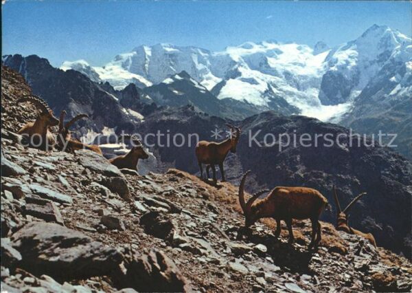 Steinbock Steinböcke Bouquetins Capricorni Piz Pa