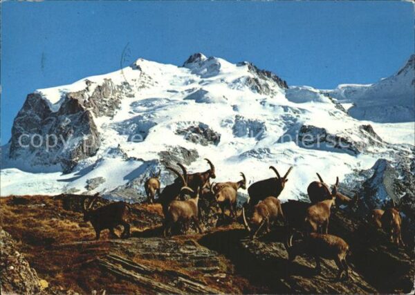 Steinbock Steinwild Monte Rosa