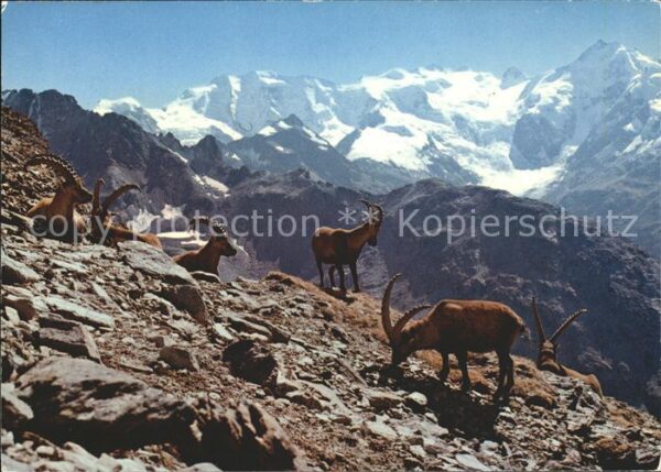 Steinbock Steinböcke Bouquetins Capricorni