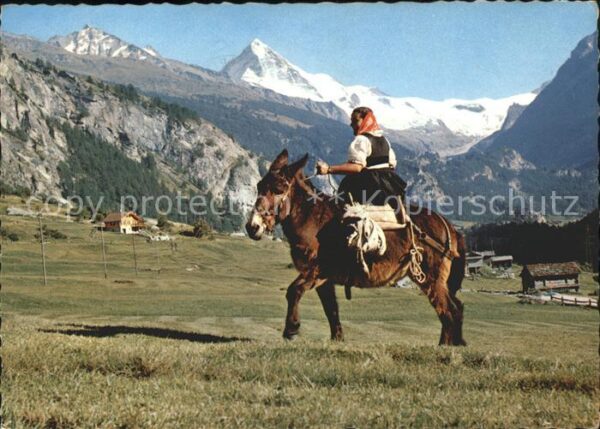 Esel Tiere Valais Wallis