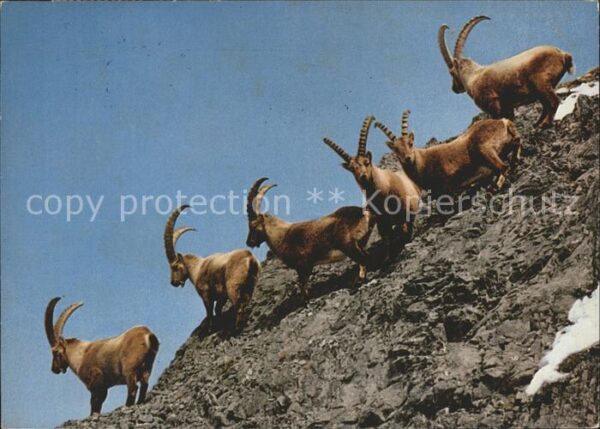 Steinbock Alpensteinböcke
