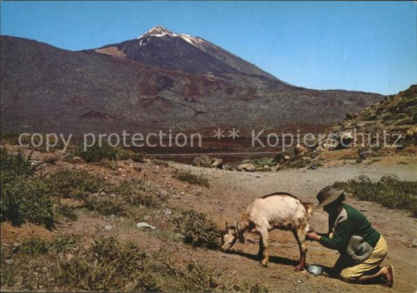 Ziege Melken Engpässe Teides Tenerife