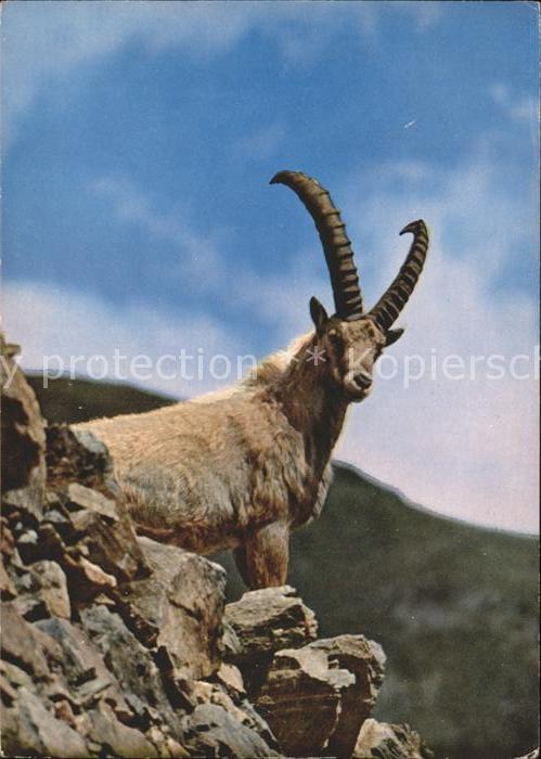 Steinbock Alpensteinbock Bouquetin Ibex