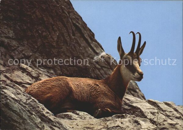 Gemse Chamois Gems Rupicapra
