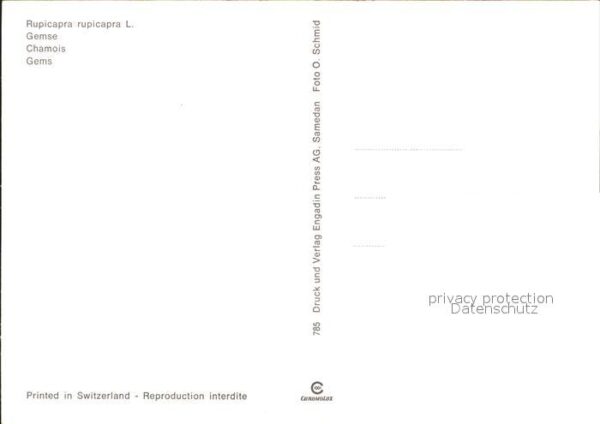 Gemse Chamois Gems Rupicapra – Bild 2