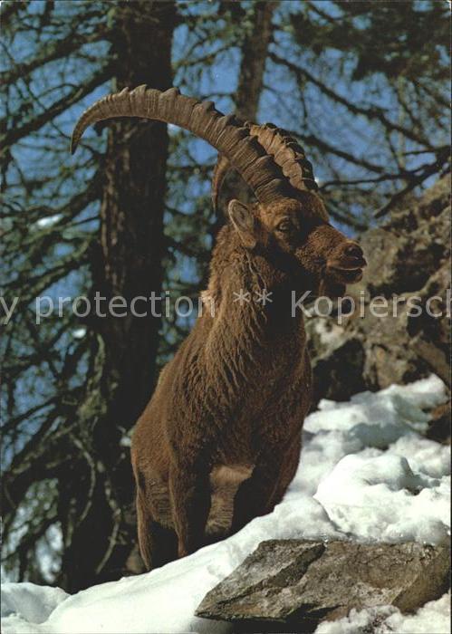 Steinbock Bouquetin Ibex