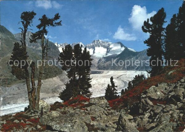 Gletscher Grosser Aletschgletscher Walliser Fiesc