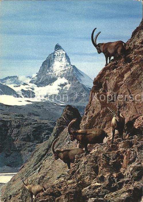 Steinbock Matterhorn Zermatt