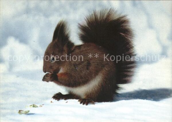 Eichhoernchen Ecureuil Squirrel