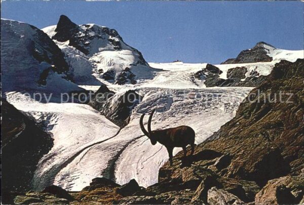 Steinbock Gornergratgebiet Zermatt Theodulpass