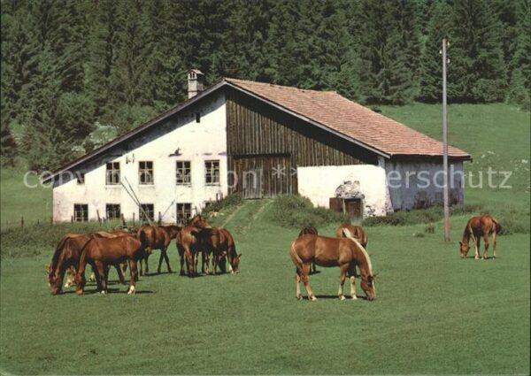 Pferde Paturage Franches-Montagnes