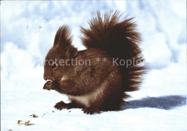 Eichhoernchen Ecureuil Scoiattolo Squirrel