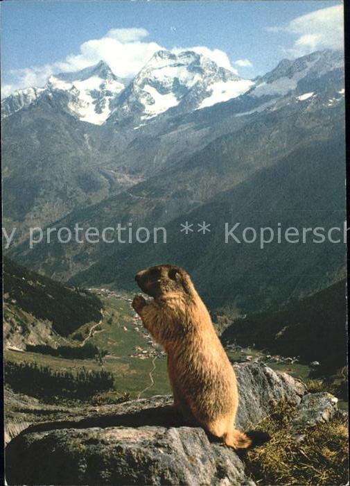Murmeltier Saas-Fee