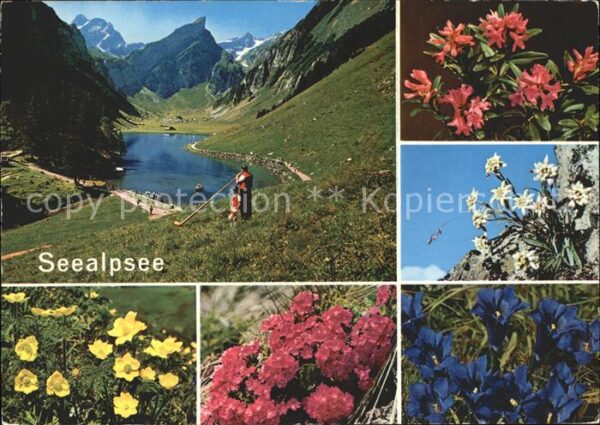 Alphorn Alphornbläser Seealpsee Edelweiss Enzia
