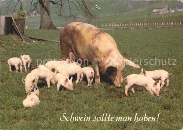 Schweine