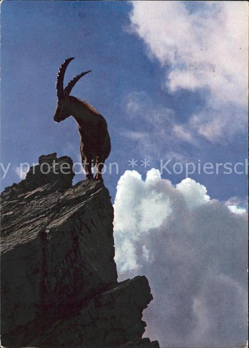 Steinbock Bouquetin Ibex