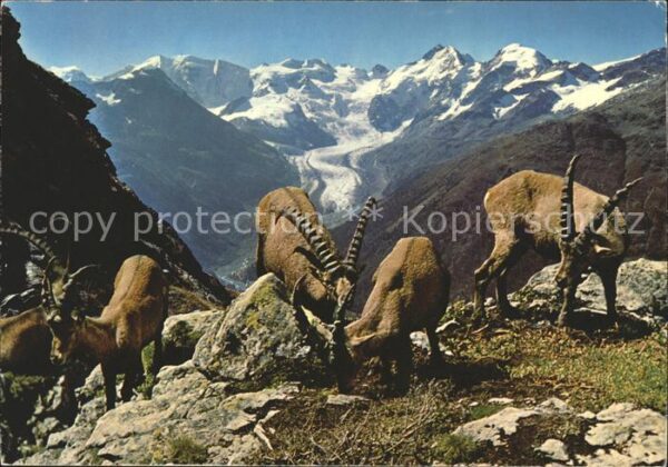 Steinbock Steinböcke Piz Albris Berninagruppe Mor